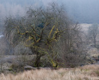 Wales